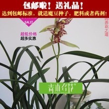建蘭金荷 經(jīng)典名品全解析與選購(gòu)養(yǎng)護(hù)指南